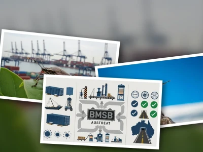 Tiêu chuẩn hun trùng bọ xít BMSB: Bóc trần sự thật và giải pháp cho năm 2026